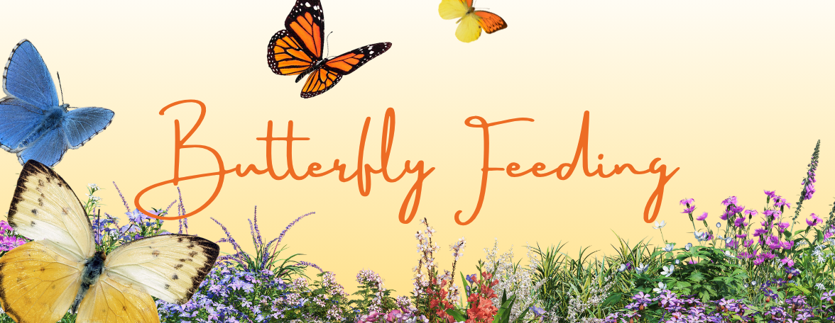 Butterfly Feeding 6/27/2026
